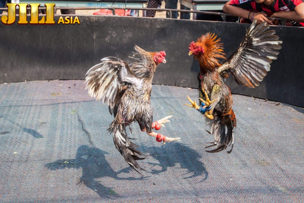 Live cockfighting C1 is very famous for its professionalism and safety.