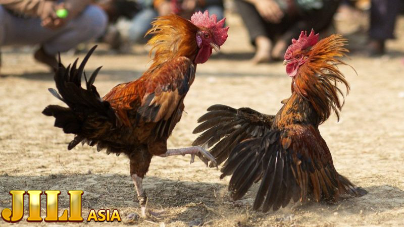 Seize the right opportunity when playing live cockfighting C1